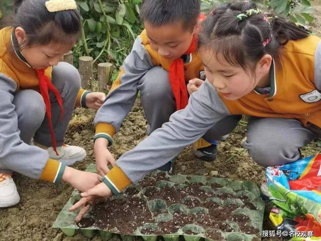 小学教育随笔，在童年的画布上播种梦想的种子