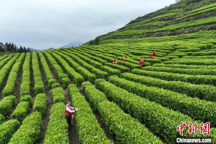 茶园山小学，绿意盎然中的知识殿堂