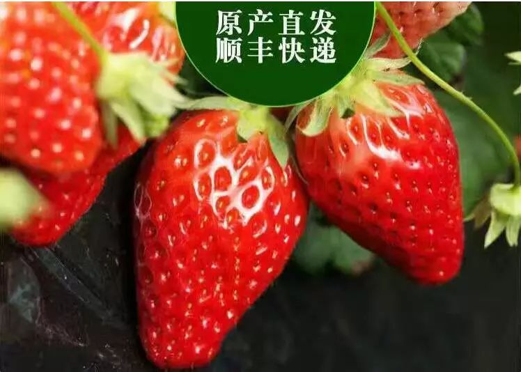 揭秘特朗普收押细节，草莓色头发与蓝眼睛背后的故事