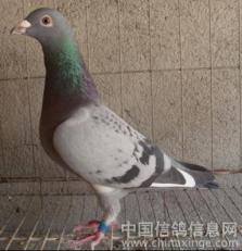 君翼赛鸽公棚秋棚，信鸽竞翔的荣耀殿堂