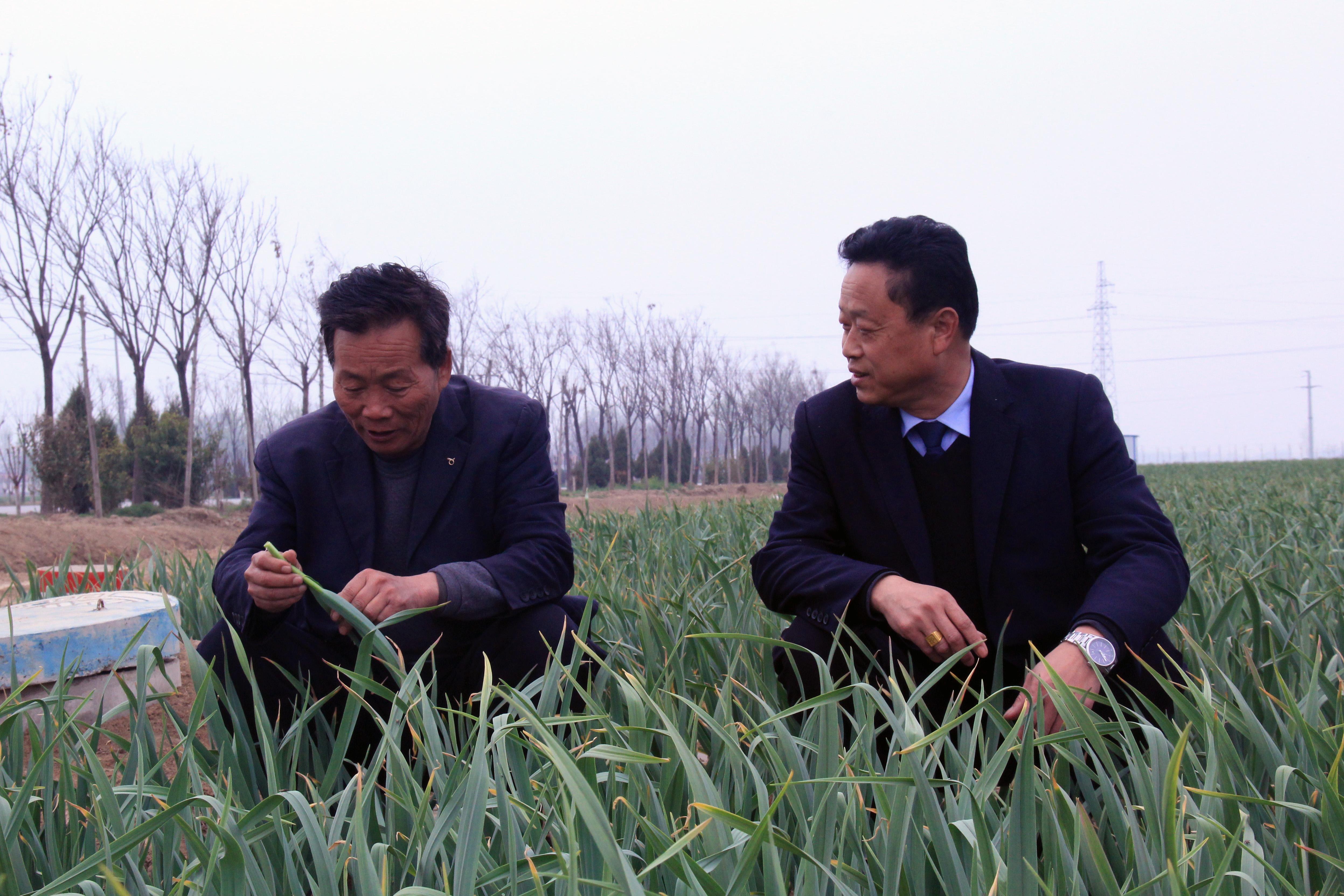 大蒜最新价格，市场动态与影响因素深度剖析