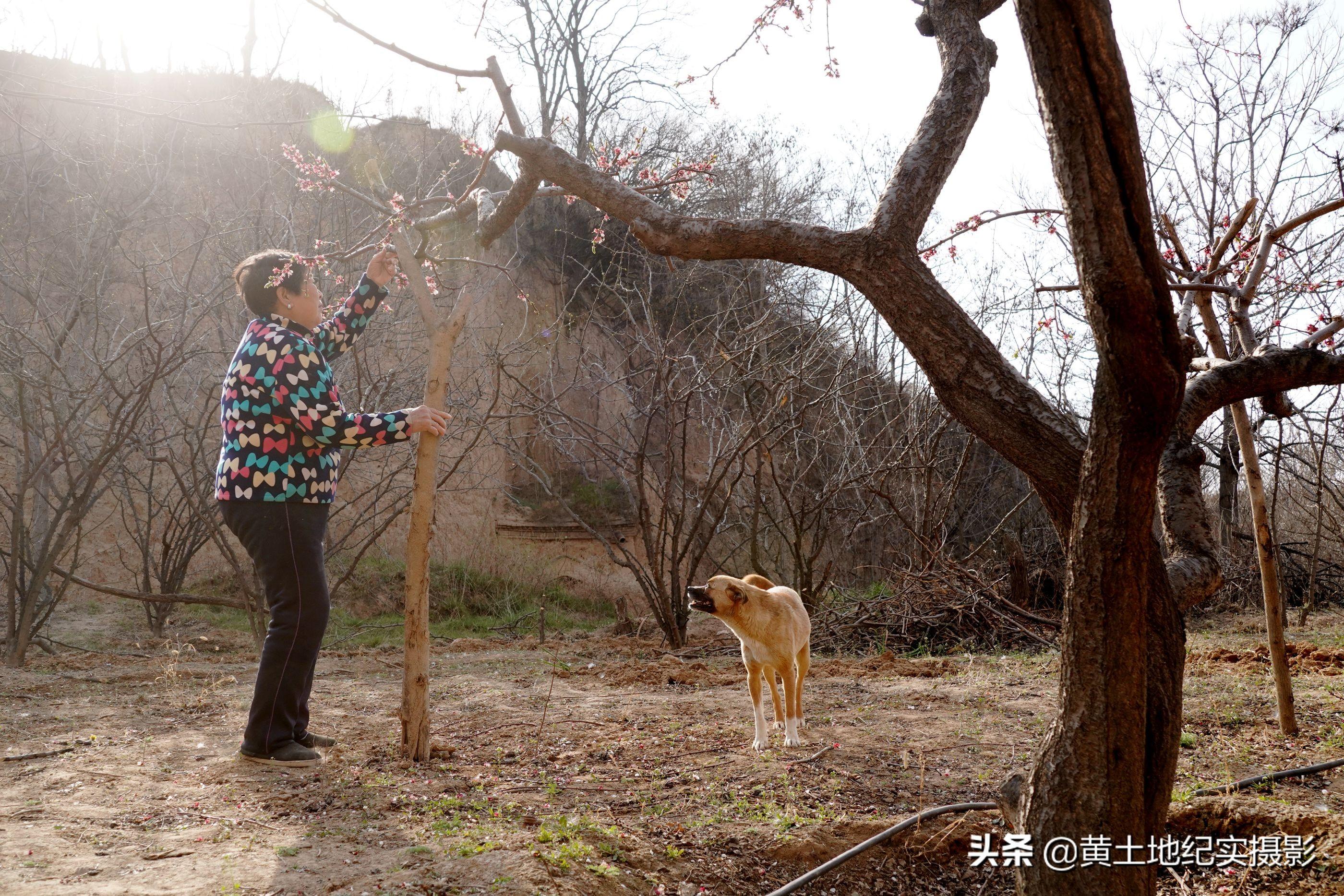 水果奶奶，免费下载中文版官方指南