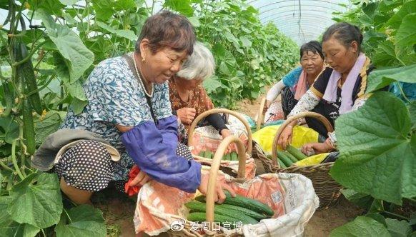 水果奶奶79267，从田间到餐桌的甜蜜传奇