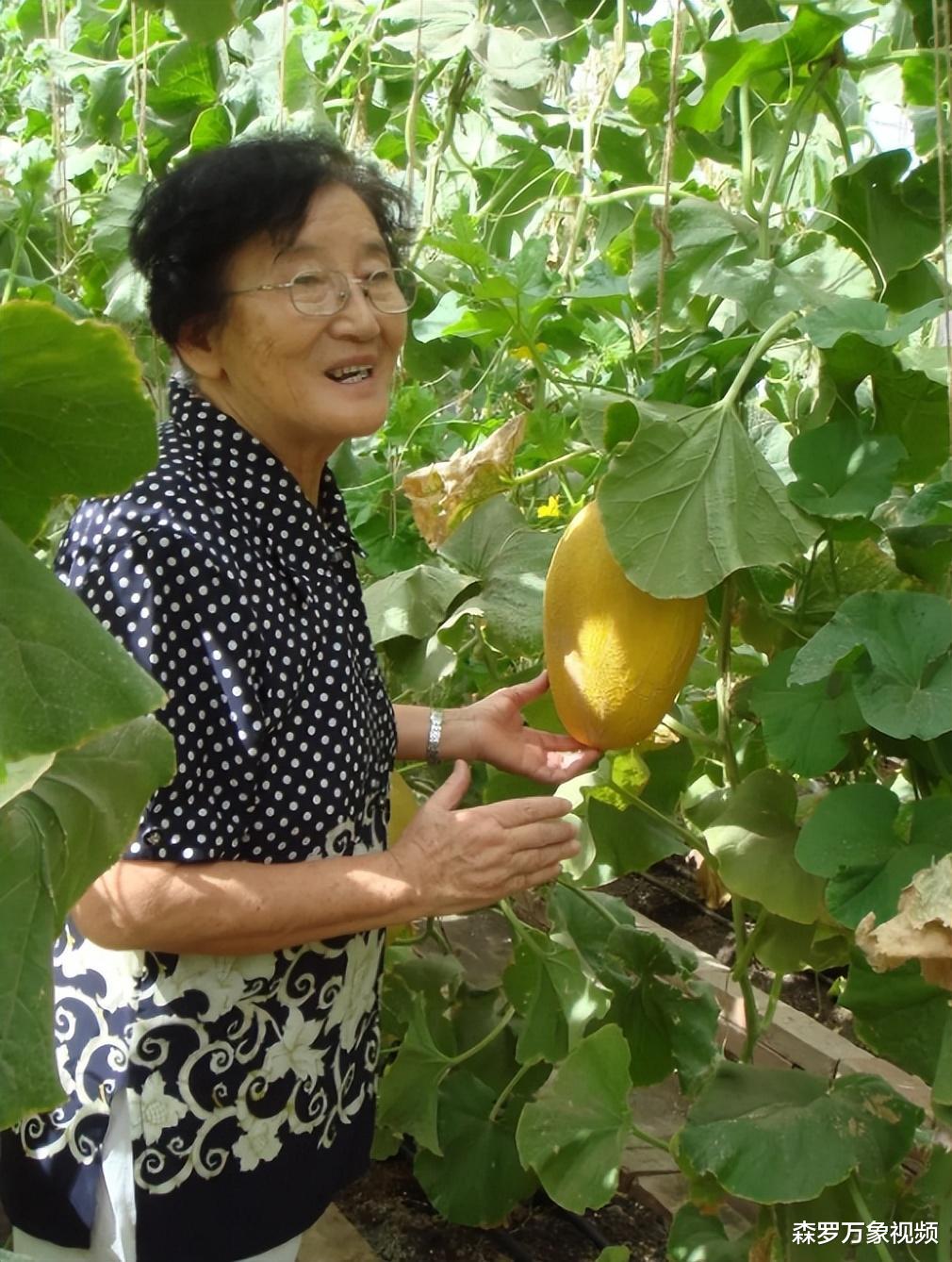 水果奶奶988797，最新动态与甜蜜故事