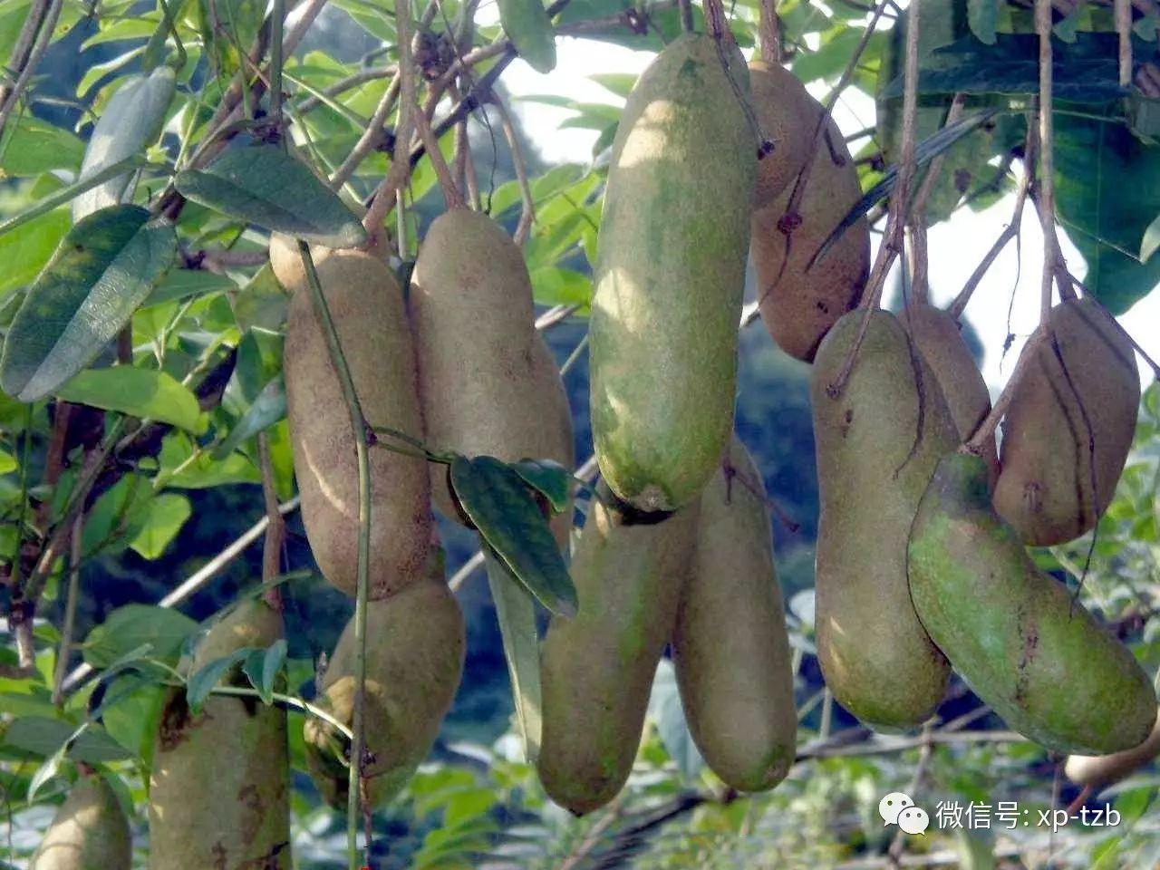 探索香港水果奶奶的兔费（免费）资料精选，味蕾与文化的双重盛宴