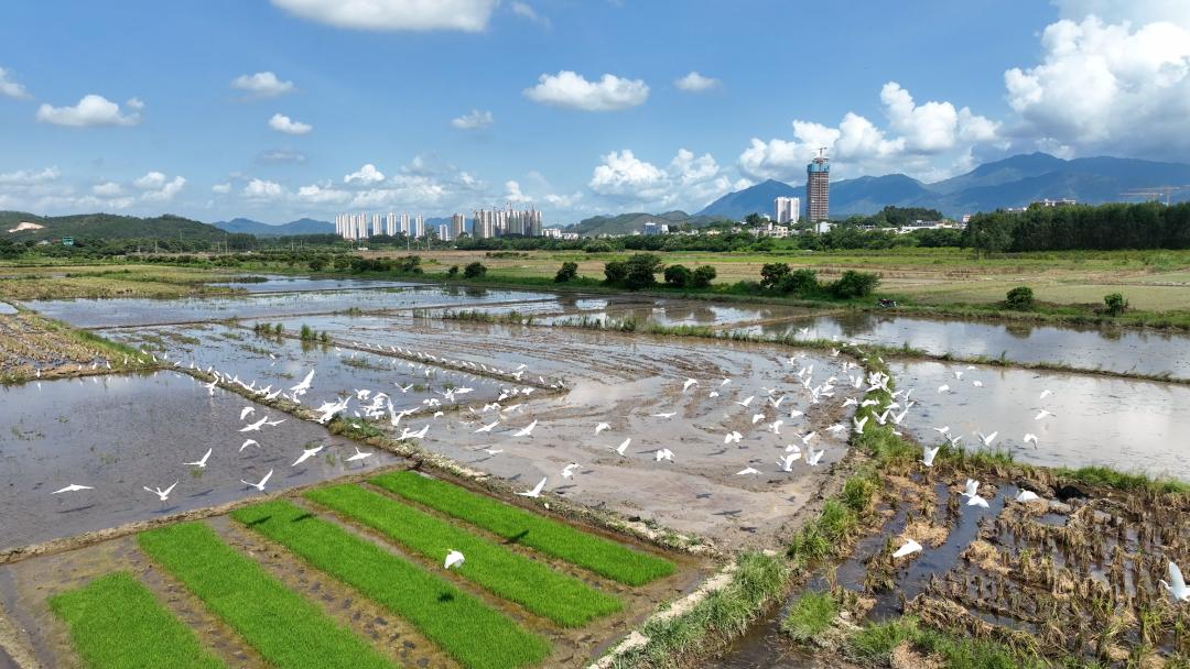 探索香港水果奶奶的免费资料，2023最新版本揭秘