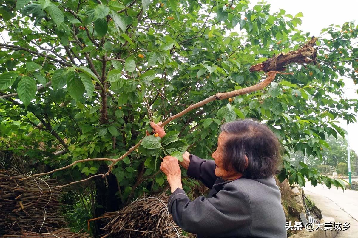水果奶奶免费资料大全，天下大最新中文版破解版之谜