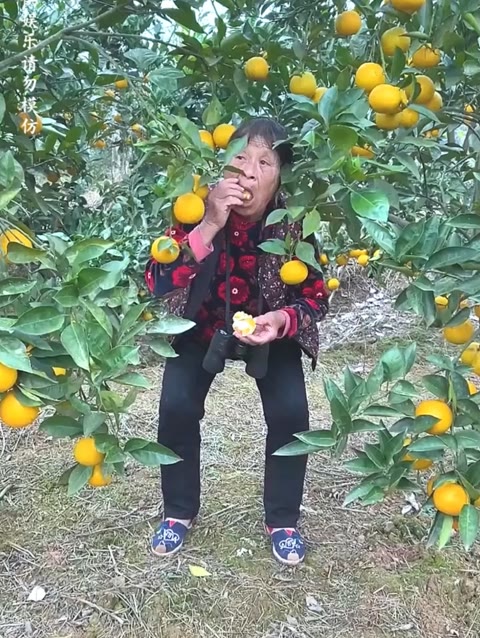 探寻水果奶奶的智慧果园，61229主论坛的深度解析与高手心水揭秘
