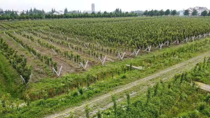 2024年水果奶奶主论坛，不可错过的五大推荐理由