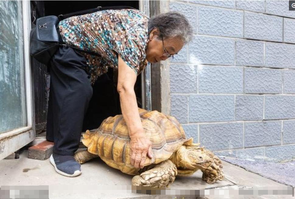 天下水果奶奶，第二坛论坛的甜蜜分享与官方正版的魅力