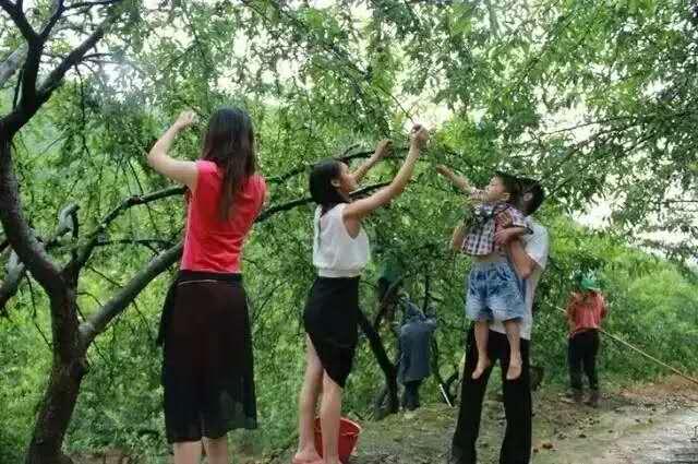 天下水果奶奶，与你同行，共享免费资料大全最新版