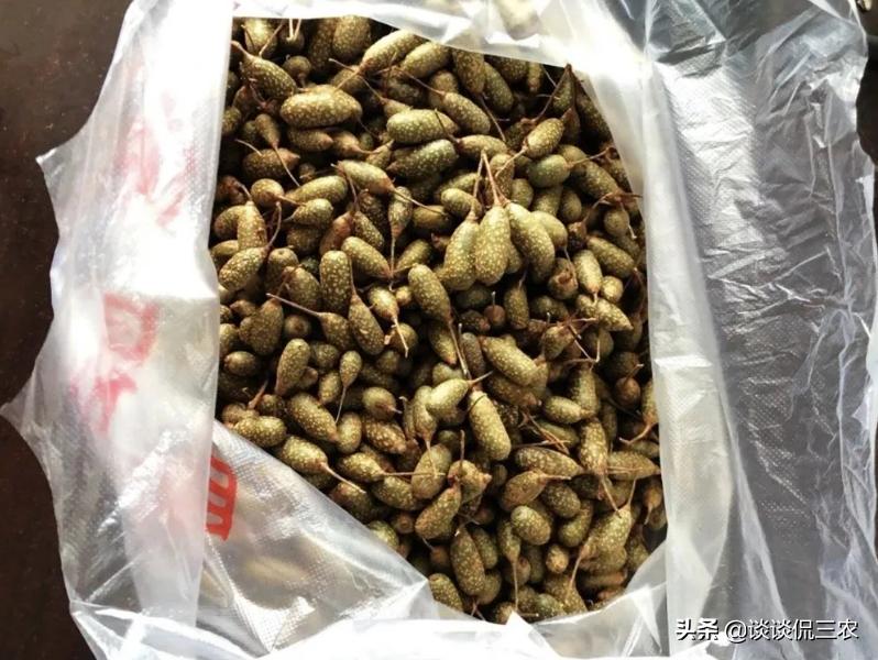 水果奶奶论坛官方正版最新版，共享水果知识的乐园