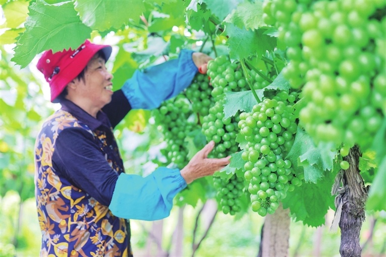 水果奶奶，与你我同行，共享健康与甜蜜