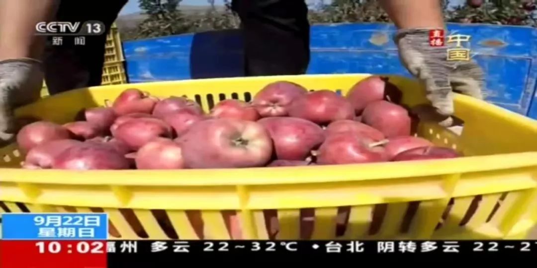 台湾水果奶奶的抖音直播间，甜蜜的云端之旅