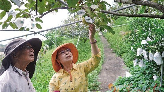台湾水果奶奶，甜蜜背后的故事与最新动态