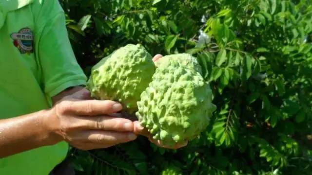 探索台湾水果奶奶的甜蜜秘境，最佳观赏地推荐
