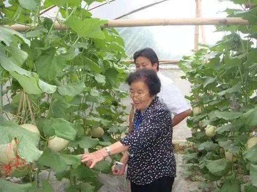 澳门花仙子水果奶奶，传承与创新并蓄的甜蜜故事