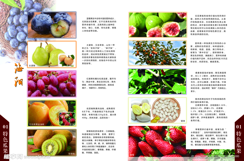水果奶奶精选免费资料，全面解析与明细指南