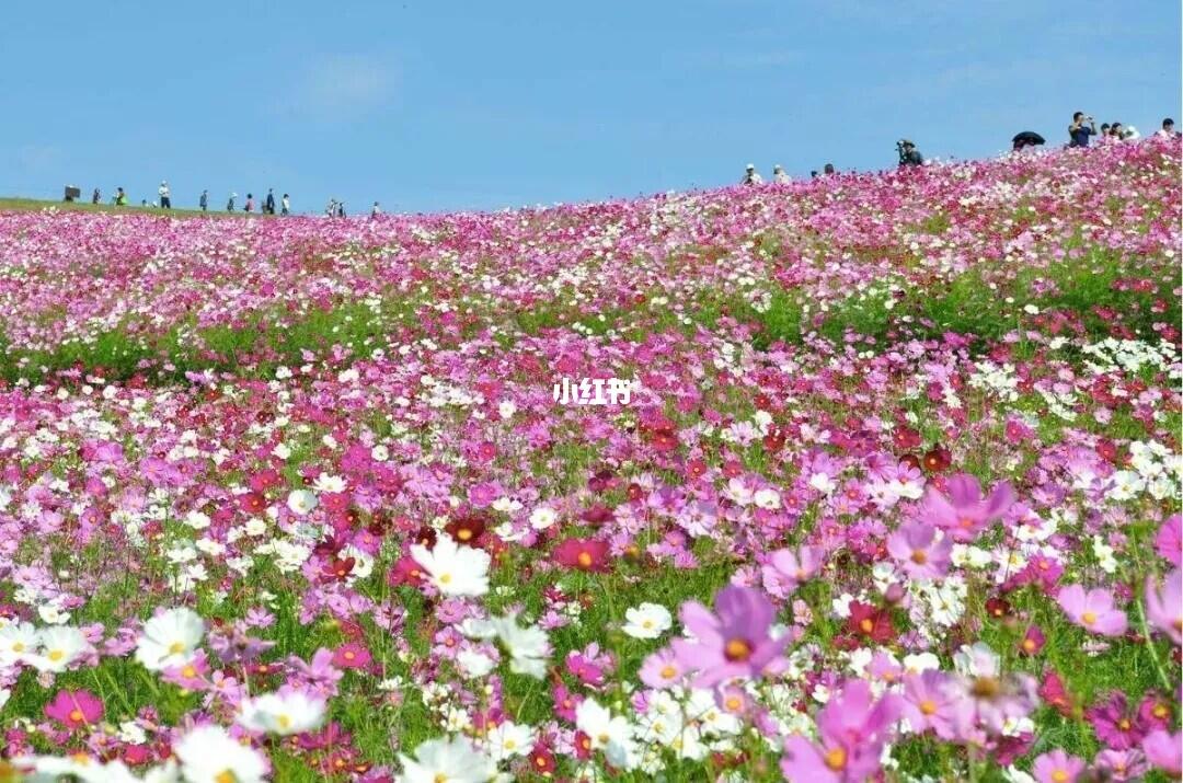 四季花海下的双色球奇迹