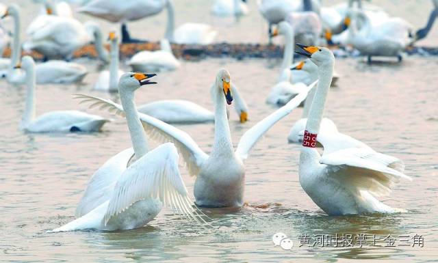 白天鹅图库，纯净之美的艺术展现