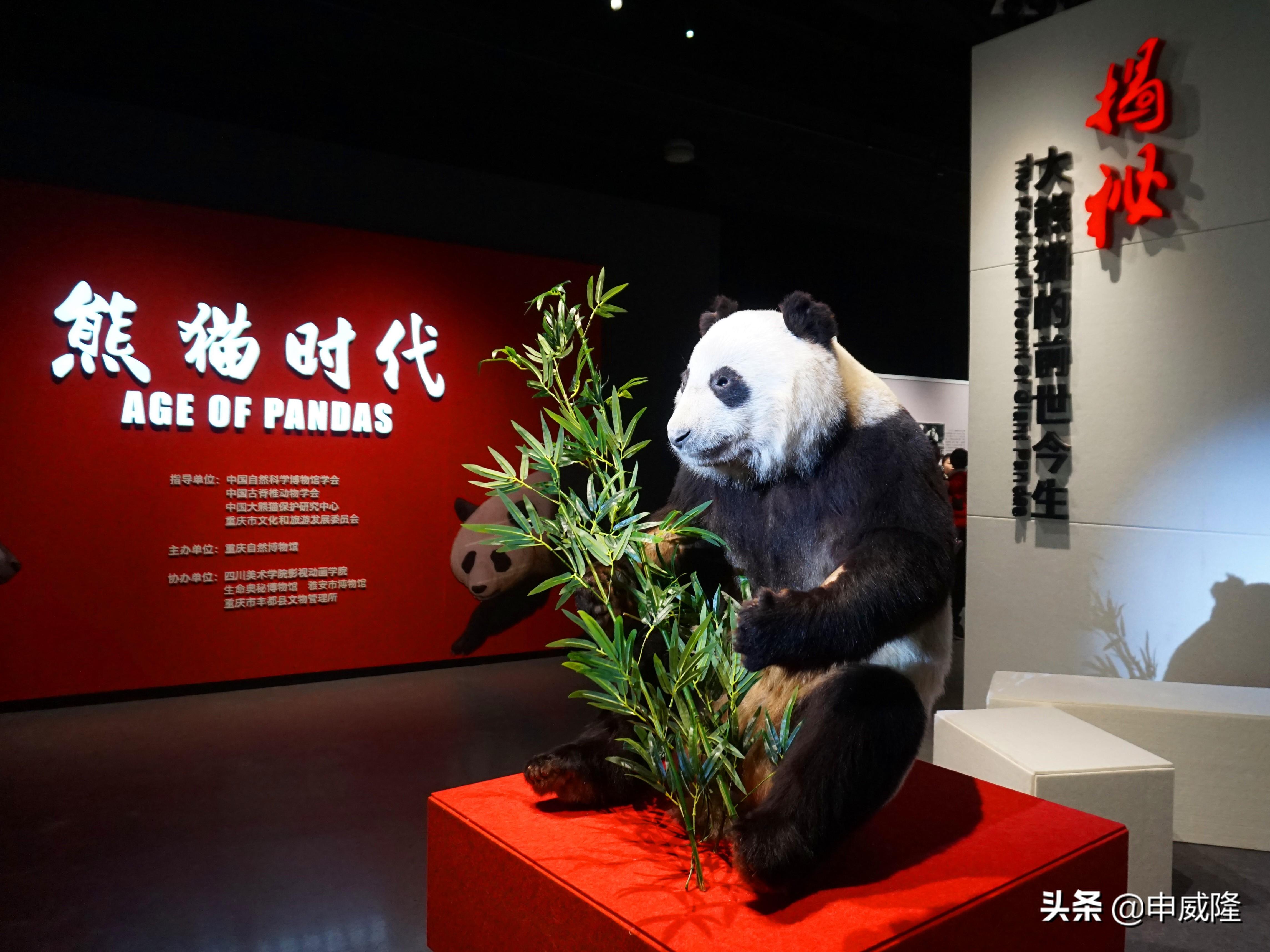 探索3D历史的奥秘，开奖号码记录的深度解析