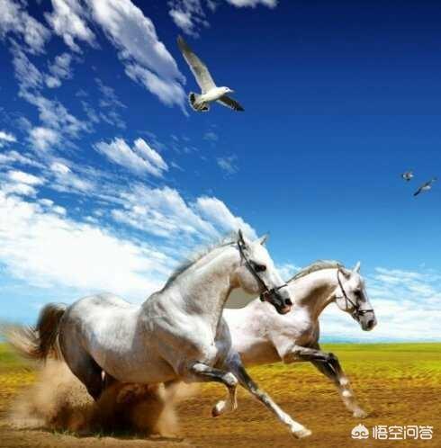 今日特马揭晓，探寻幸运的奥秘与结果