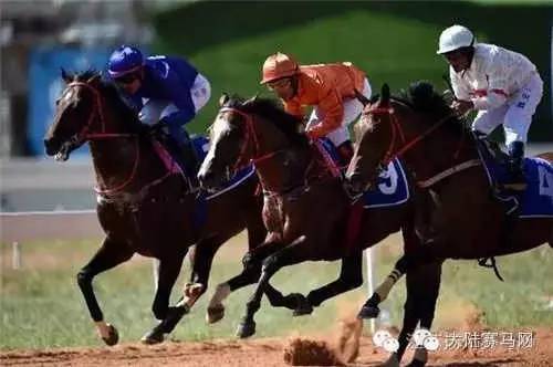 2019年买马精准资料指南，揭秘选马智慧与策略