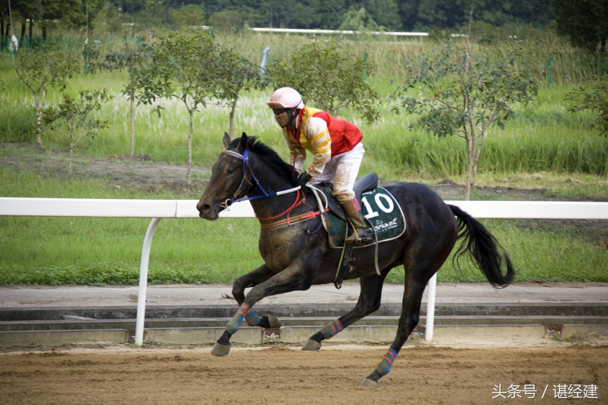 探索香港马会免费资料大全，解锁赛马与慈善的双重魅力