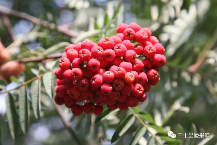 香淃六香彩，今日绽放的希望之果