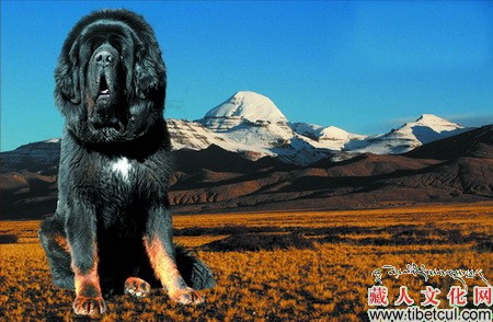 藏獒在线论坛，探索中国古老犬种的文化与交流平台