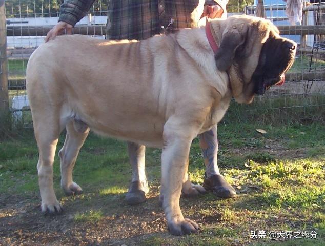 探秘四不像特肖图，传统与现代交织的神秘艺术四不像特肖图片期期准