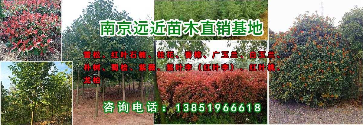 江苏快三，解析走势图与选号策略