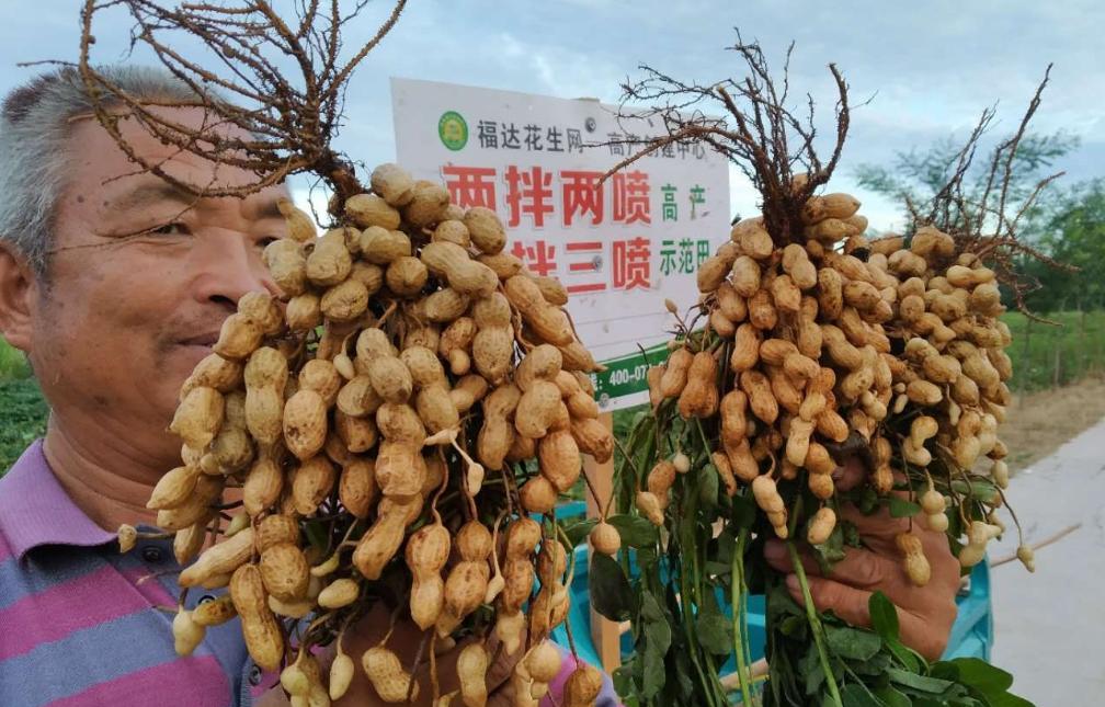 花生价格信息网，洞察市场脉动，助力精准种植决策