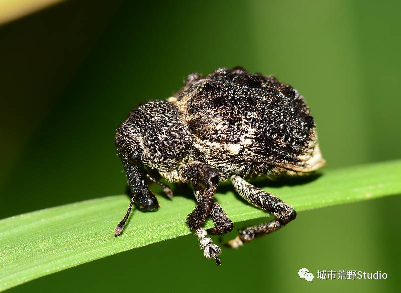 探索数字世界的奥秘,红五图库、天牛与97654的奇幻之旅红五图库天牛图库天97654彩吧图裤