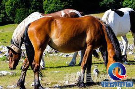 2018年四不像特马生肖图，传统与现代交织的奇妙探索四不像特马生肖图2019的24期