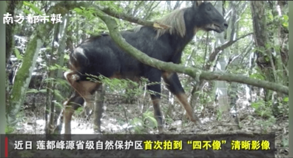探秘华彩网大红门，传统与现代交织的数字娱乐新篇章大红门华彩大红门