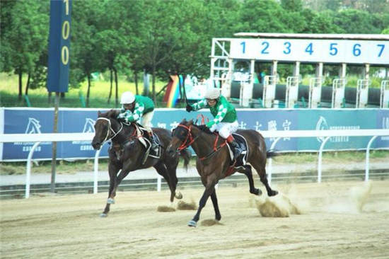 2019正版马会资料大全,揭秘赛马的魅力与策略2021马会资料精选免费大全