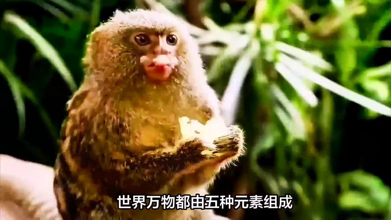 2048年澳门今晚生肖预测，理性与娱乐的边界2024澳门今天晚上开什么生肖啊鼠害怕是什么