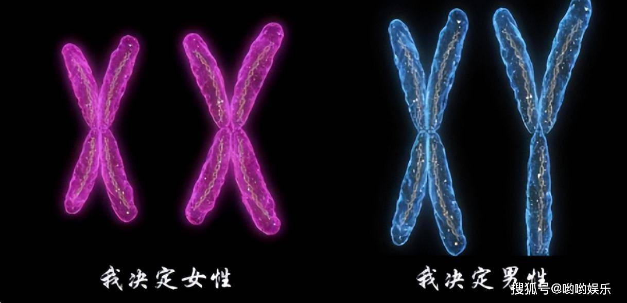 探索双性人生，殅器与自交的神秘面纱双性人生下来有什么特征