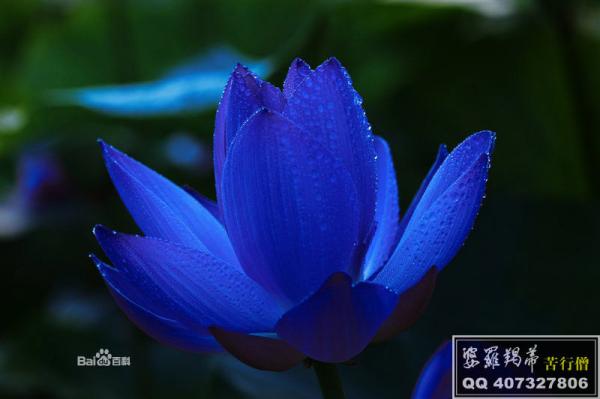 蓝仙子轻语，三码定音，十里荷花喷鼻香蓝仙子一句定三码字谜汇总