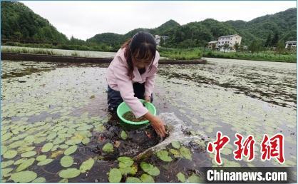 重庆官方网站，数字化时代的政务新窗口科普重庆官方网站