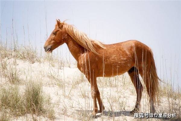 2046年，管家婆的马资料—未来赛马的科技与智慧管家婆24马精选