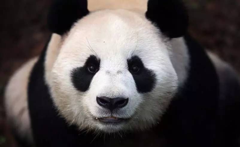 探秘四不像图片大全，真实与幻想的奇妙交汇四不像图片大全大图