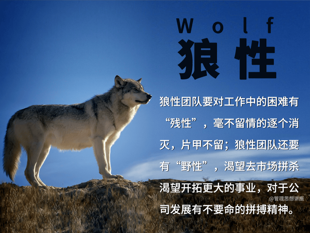 广西的狼论坛，探索地方文化与野生动植物保护的独特平台广西狼统计论坛